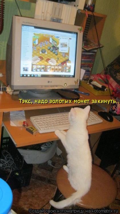 Тэкс, надо золотых монет закинуть....... Котоматрица: Тэкс, надо золотых монет закинуть....