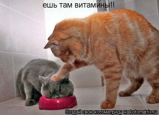 Котоматрица: ешь там витамины!!