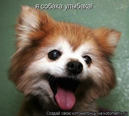 я собака улыбака!... Котоматрица: я собака улыбака!