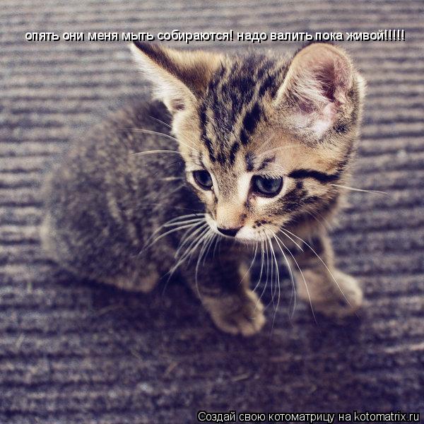 опять они меня мыть собираются! надо валить пока живой!!!!!... Котоматрица: опять они меня мыть собираются! надо валить пока живой!!!!!
