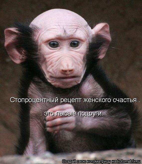 Стопроцентный рецепт женского счастья – это лысые подруги. – это лысые подруги.... Котоматрица: Стопроцентный рецепт женского счастья – это лысые подруги. – это лысые подруги.