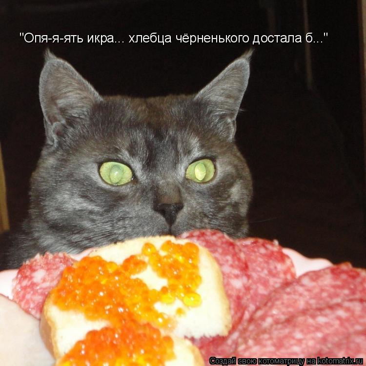 Котоматрица: "Опя-я-ять икра... хлебца чёрненького достала б..."