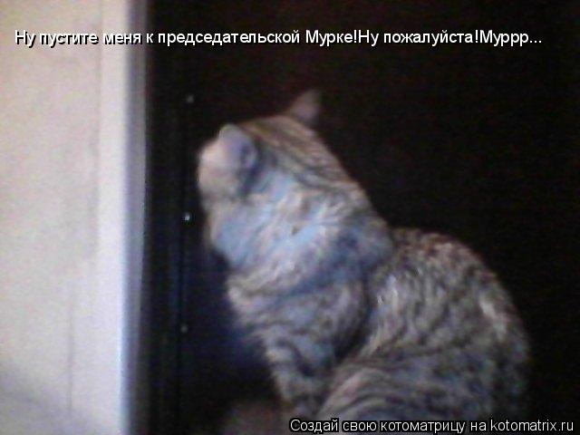 Котоматрица: Ну пустите меня к председательской Мурке!Ну пожалуйста!Муррр...