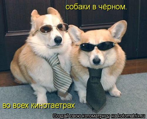 Котоматрица: собаки в чёрном. во всех кинотаетрах