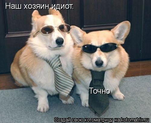 Котоматрица: Наш хозяин идиот. Точно