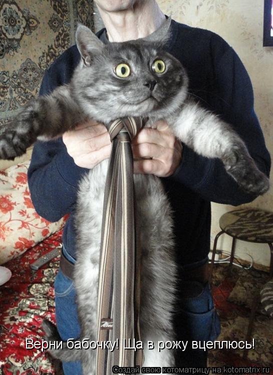 Котоматрица: Верни бабочку! Ща в рожу вцеплюсь!
