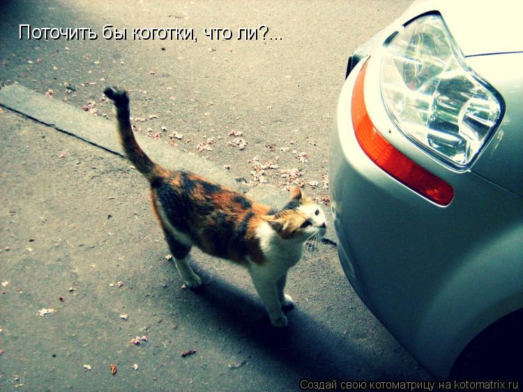 Котоматрица: Поточить бы коготки, что ли?...