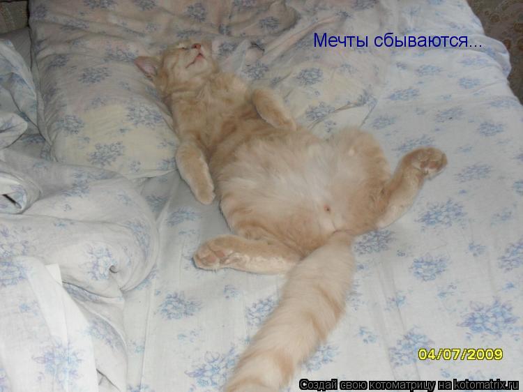 Мечты сбываются...... Котоматрица: Мечты сбываются...