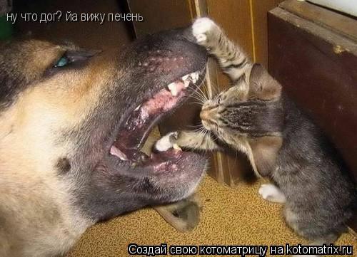 ну что дог? йа вижу печень... Котоматрица: ну что дог? йа вижу печень
