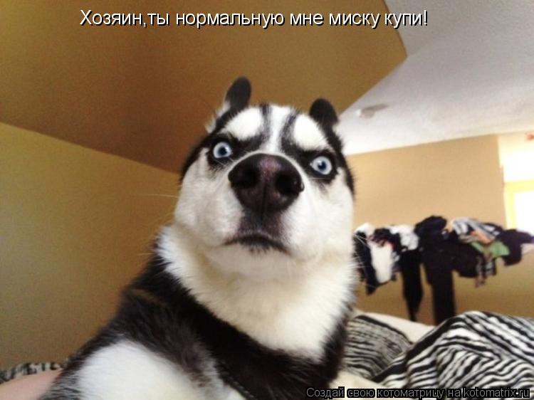 Котоматрица: Хозяин,ты нормальную мне миску купи!