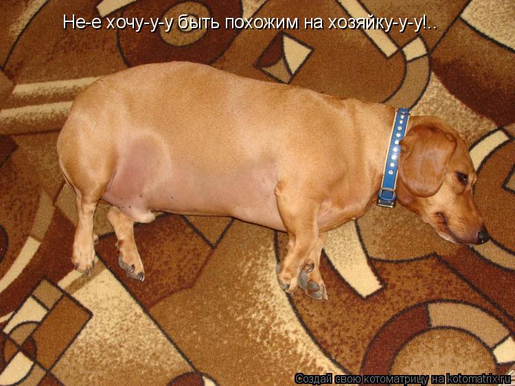 Котоматрица: Не-е хочу-у-у быть похожим на хозяйку-у-у!..