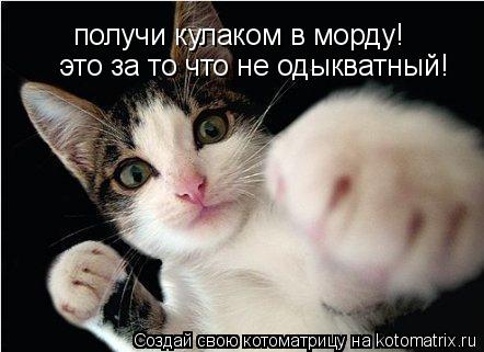 Котоматрица: получи кулаком в морду!  это за то что не одыкватный!