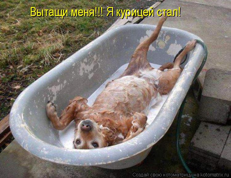 Вытащи меня!!! Я кури Вытащи меня!!! Я курицей стал!... Котоматрица: Вытащи меня!!! Я кури Вытащи меня!!! Я курицей стал!