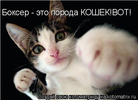 Боксер - это порода КОШЕК!ВОТ!... Котоматрица: Боксер - это порода КОШЕК!ВОТ!