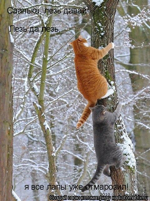 Саанька, лезь давай! Лезь да лезь, я все лапы уже отмарозил!... Котоматрица: Саанька, лезь давай! Лезь да лезь, я все лапы уже отмарозил!