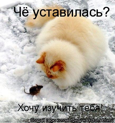 Чё уставилась? Хочу изучить тебя!... Котоматрица: Чё уставилась? Хочу изучить тебя!