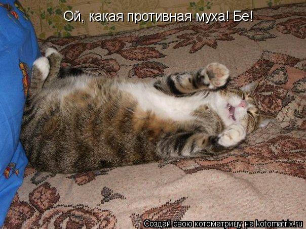 Ой, какая противная муха! Бе!... Котоматрица: Ой, какая противная муха! Бе!