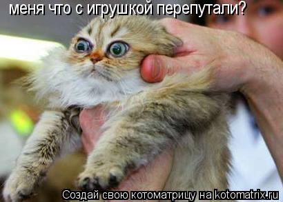 меня что с игрушкой перепутали?... Котоматрица: меня что с игрушкой перепутали?