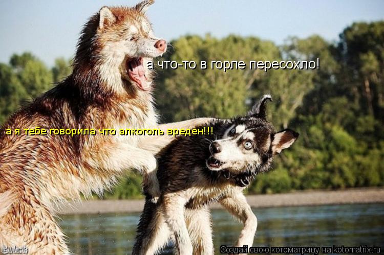 а что-то в горле пересохло! а я тебе говорила что алкоголь вреден!!!... Котоматрица: а что-то в горле пересохло! а я тебе говорила что алкоголь вреден!!!