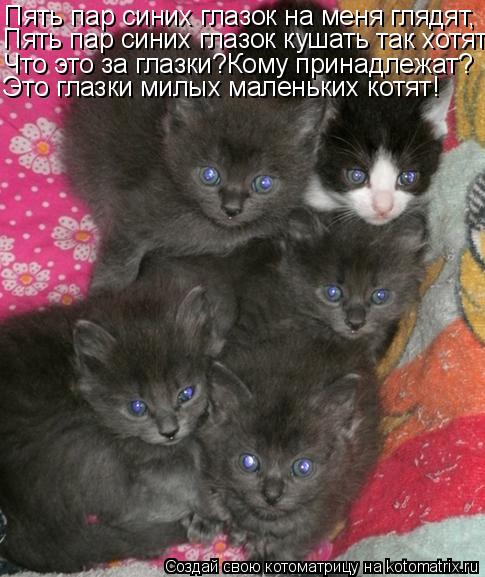 Пять пар синих глазок на меня глядят, Пять пар синих глазок кушать так хотят, Что это за глазки?Кому ... Котоматрица: Пять пар синих глазок на меня глядят, Пять пар синих глазок кушать так хотят, Что это за глазки?Кому принадлежат? Это глазки милых маленьких