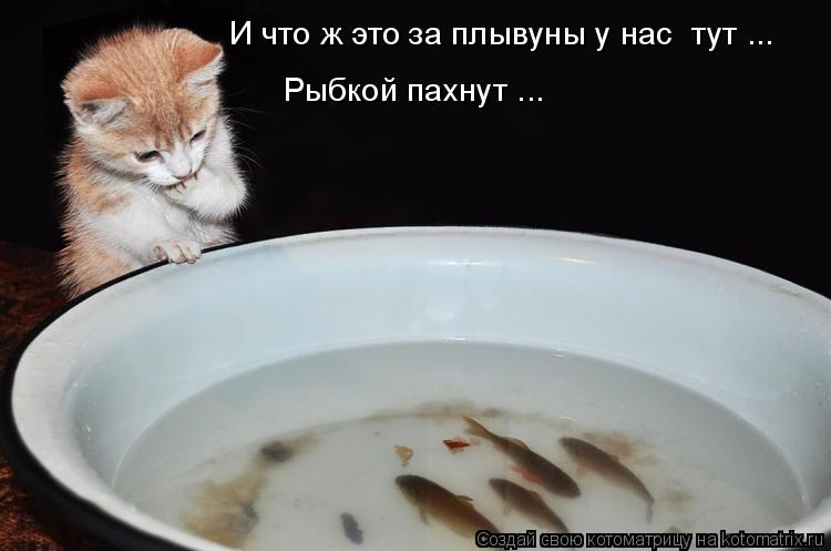 И что ж это за плывуны у нас тут ... Рыбкой пахнут ...... Котоматрица: И что ж это за плывуны у нас тут ... Рыбкой пахнут ...