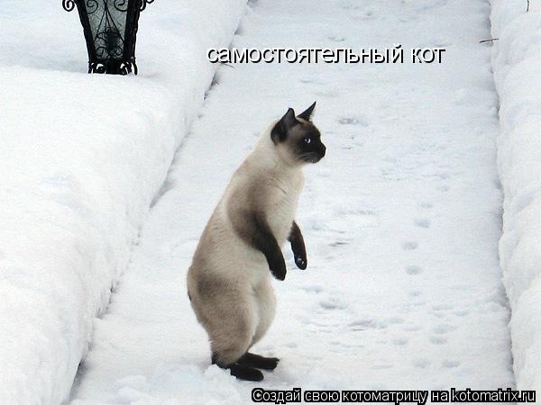 самостоятельный кот... Котоматрица: самостоятельный кот