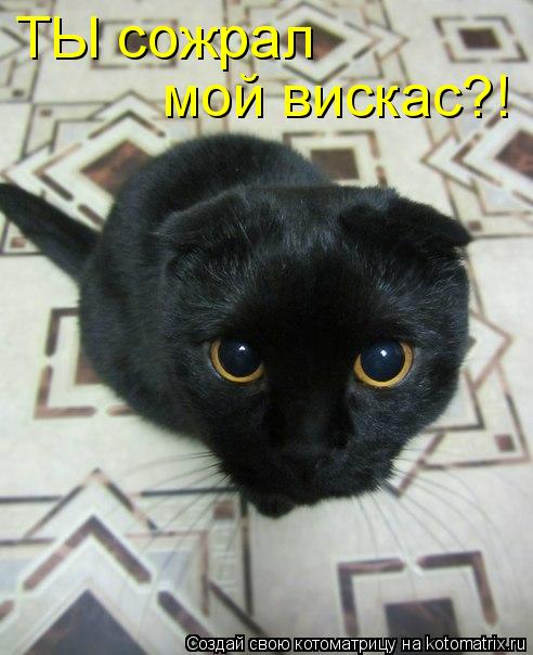 ТЫ сожрал мой вискас?!... Котоматрица: ТЫ сожрал мой вискас?!