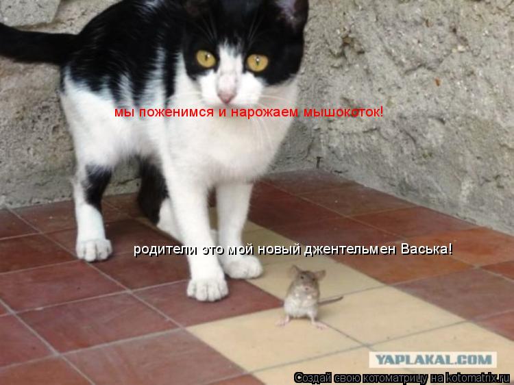 родители это мой новый джентельмен Васька! мы поженимся и нарожаем мышокоток!... Котоматрица: родители это мой новый джентельмен Васька! мы поженимся и нарожаем мышокоток!