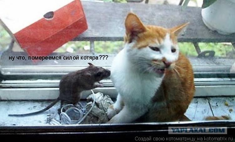 ну что, помереемся силой котяра???... Котоматрица: ну что, помереемся силой котяра???