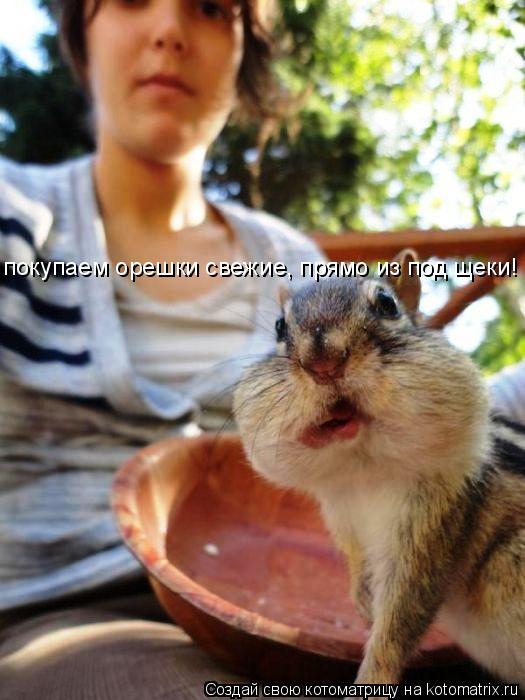 покупаем орешки свежие, прямо из под щеки!... Котоматрица: покупаем орешки свежие, прямо из под щеки!