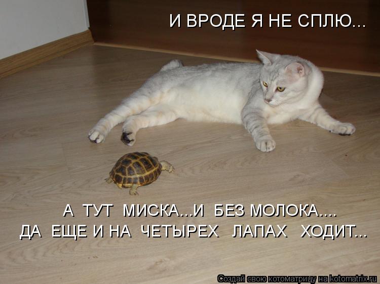 И ВРОДЕ Я НЕ СПЛЮ... А ТУТ МИСКА...И БЕЗ МОЛОКА.... ДА ЕЩЕ И НА ЧЕТЫРЕХ ЛАПАХ ХОДИТ...... Котоматрица: И ВРОДЕ Я НЕ СПЛЮ... А ТУТ МИСКА...И БЕЗ МОЛОКА.... ДА ЕЩЕ И НА ЧЕТЫРЕХ ЛАПАХ ХОДИТ...