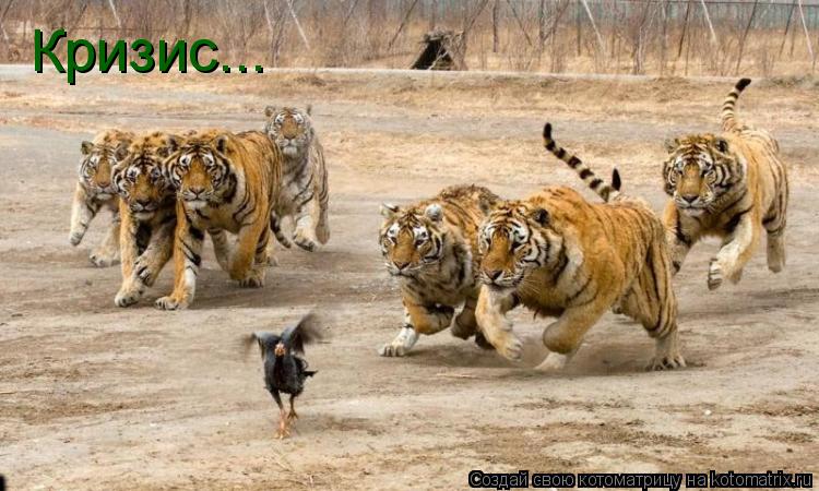 Кризис...... Котоматрица: Кризис...