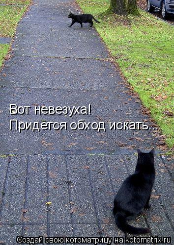 Вот невезуха! Придется обход искать...... Котоматрица: Вот невезуха! Придется обход искать...