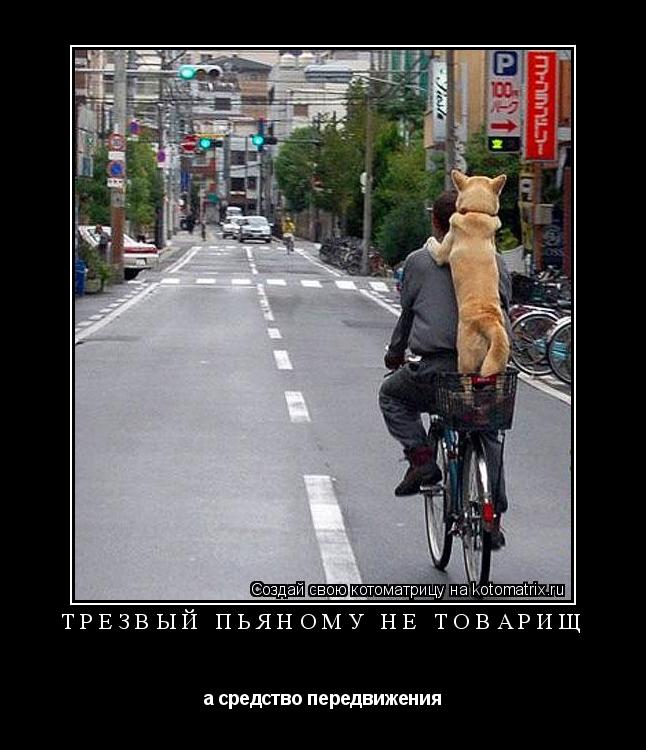 Котоматрица:  Трезвый пьяному не товарищ а средство передвижения