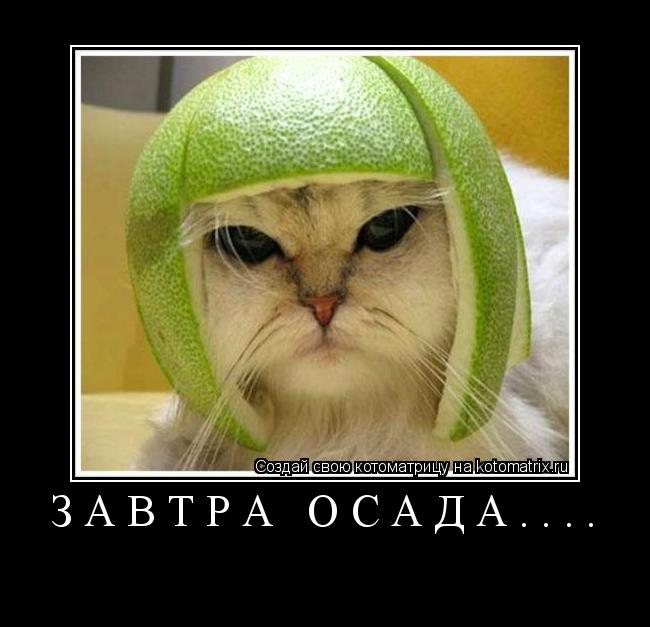 Котоматрица: Завтра осада.... 