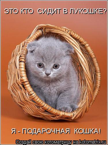 Котоматрица: ЭТО КТО  СИДИТ В ЛУКОШКЕ? Я - ПОДАРОЧНАЯ  КОШКА!
