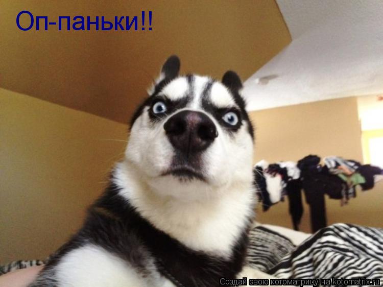 Котоматрица: Оп-паньки!!