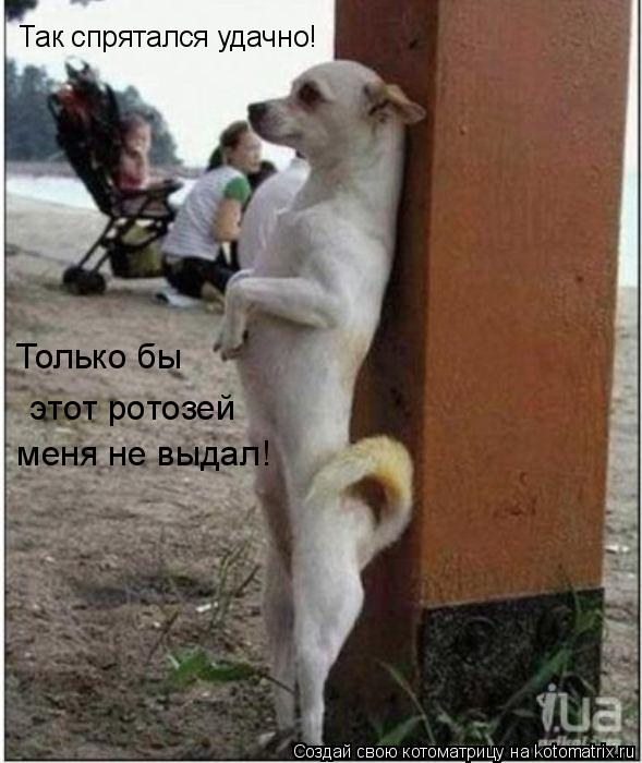 Котоматрица: Так спрятался удачно! Только бы  этот ротозей  меня не выдал!