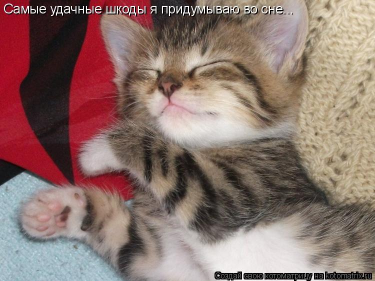 Котоматрица: Самые удачные шкоды я придумываю во сне...