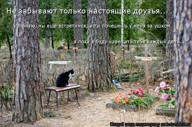 Котоматрица: Не забывают только настоящие друзья... Я знаю, мы еще встретимся, и ты почешешь у меня за ушком... а пока я буду навещать тебя каждый день...