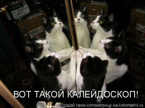 Котоматрица: ВОТ ТАКОЙ КАЛЕЙДОСКОП!