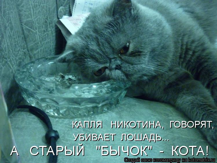 Котоматрица: КАПЛЯ   НИКОТИНА,  ГОВОРЯТ, УБИВАЕТ  ЛОШАДЬ... А   СТАРЫЙ   "БЫЧОК"  -  КОТА!