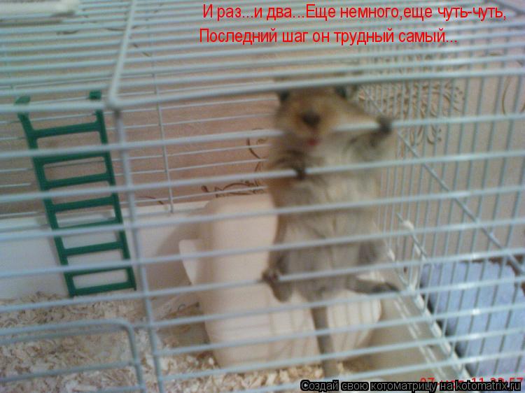 Котоматрица: И раз...и два...Еще немного,еще чуть-чуть,  Последний шаг он трудный самый...