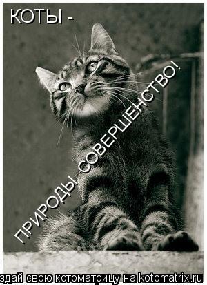 Котоматрица: КОТЫ -  ПРИРОДЫ  СОВЕРШЕНСТВО!