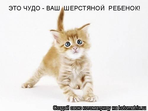 Котоматрица: ЭТО ЧУДО - ВАШ  ШЕРСТЯНОЙ  РЕБЕНОК!