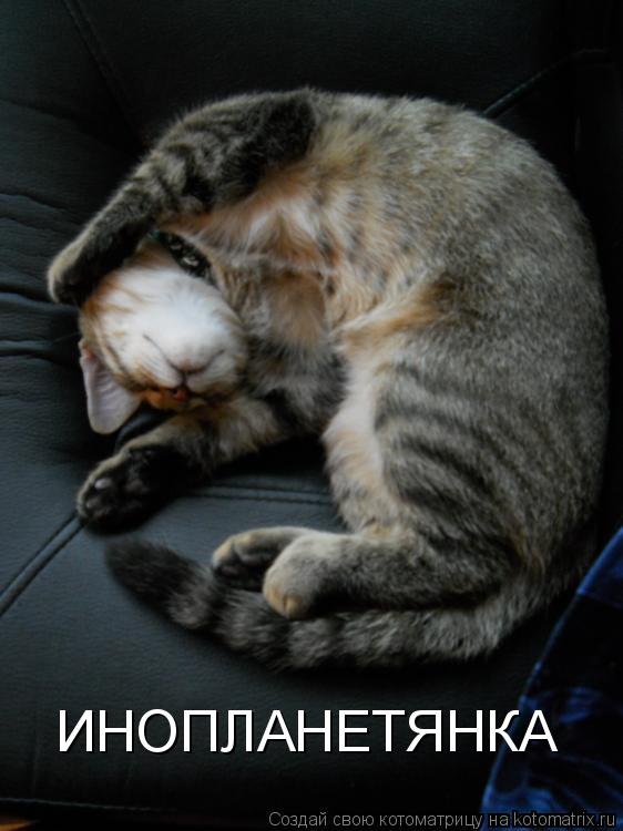 Котоматрица: ИНОПЛАНЕТЯНКА