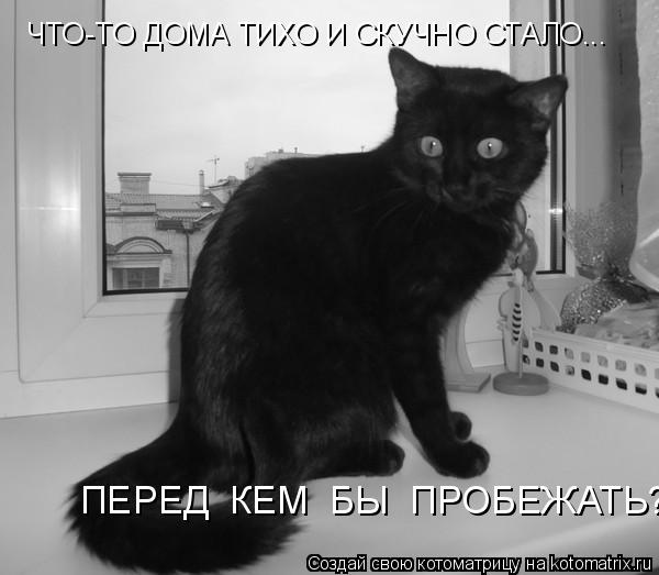 Котоматрица: ЧТО-ТО ДОМА ТИХО И СКУЧНО СТАЛО... ПЕРЕД  КЕМ  БЫ  ПРОБЕЖАТЬ?