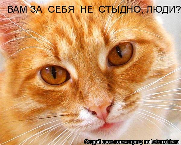 Котоматрица: ВАМ ЗА  СЕБЯ  НЕ  СТЫДНО, ЛЮДИ?