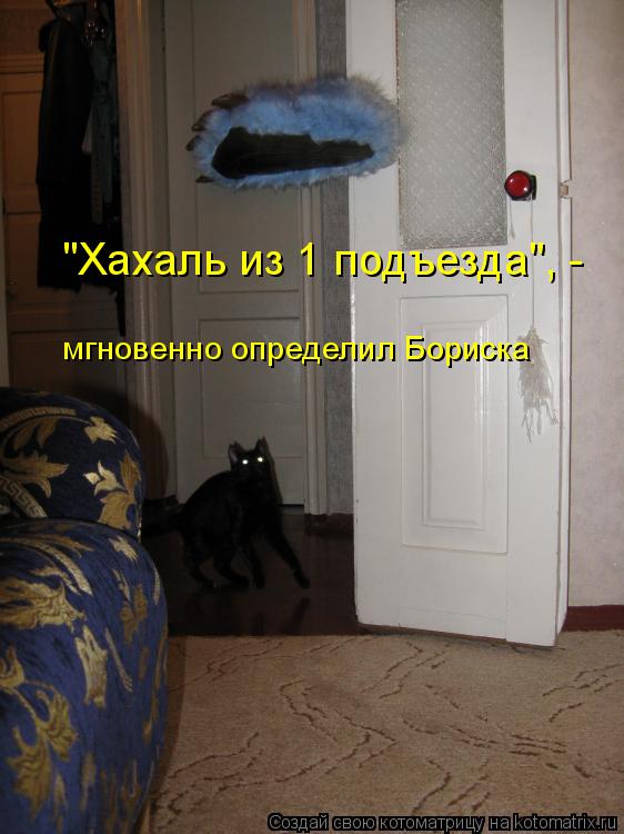 Котоматрица: "Хахаль из 1 подъезда", - мгновенно определил Бориска