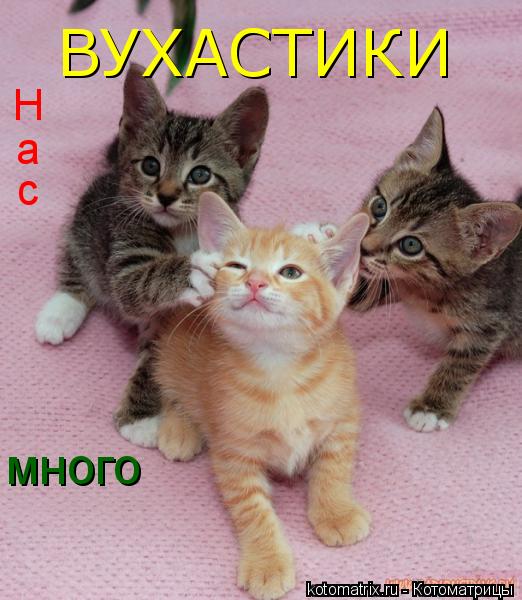 Котоматрица: ВУХАСТИКИ Н а с много